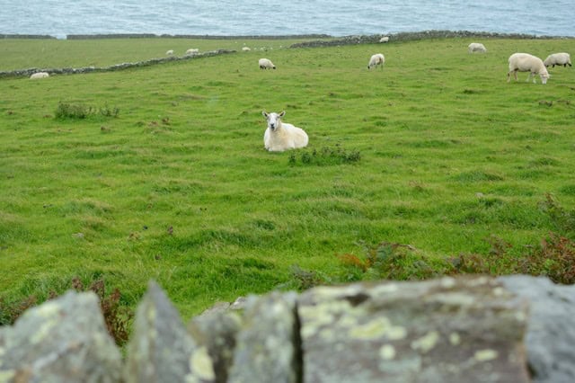 Green pasture next to crisp, blue water with sheep lying down in the pasture